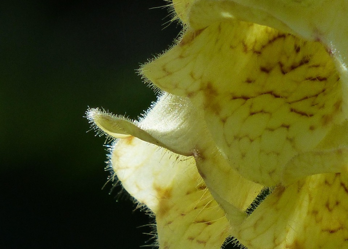 一分钟揭秘“空谷幽兰究竟怎么透视”(千真万确有挂)-知乎 一分钟揭秘“空谷幽兰究竟怎么透视”(千真万确有挂)-知乎