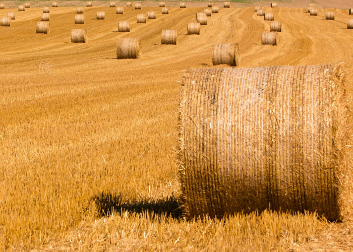 美国新冠疫情新毒株:最新美国新冠病毒