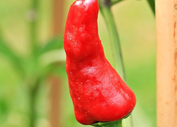 【新冠肺炎最怕2种水果蔬菜,新型冠状肺炎病毒吃什么水果】