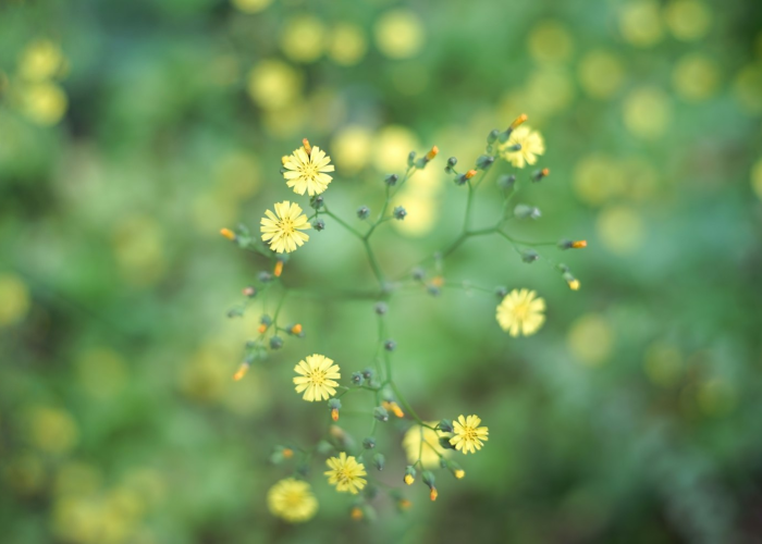 香港疫情动态,今日新增数据解读与本地生活指南 香港疫情动态,今日新增数据解读与本地生活指南