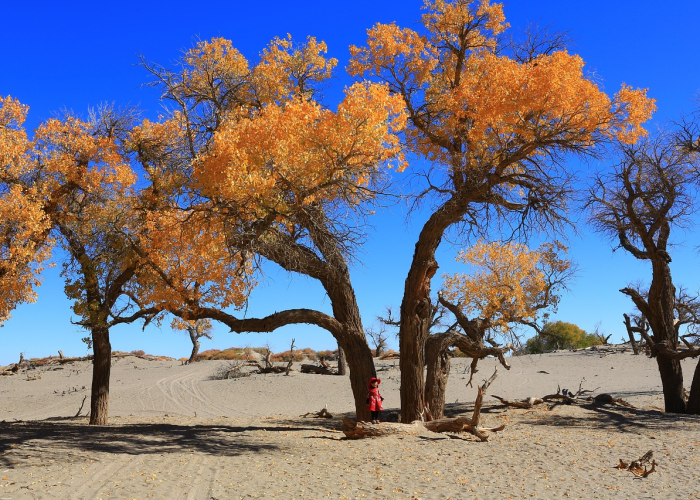 胡杨林中的异乡客,额济纳旗滞留旅客的十二天 胡杨林中的异乡客,额济纳旗滞留旅客的十二天