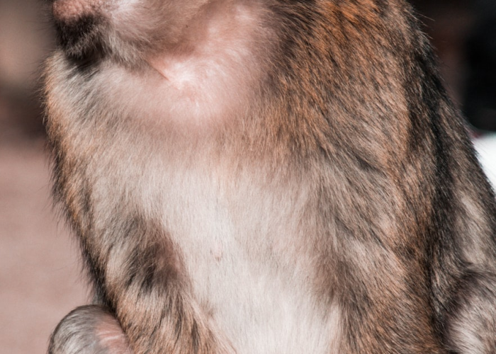 猴狲图片，凝固的野性，消逝的灵光