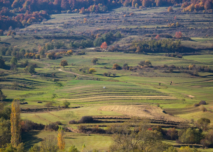 邢台任泽区,农业创新与生态治理双轮驱动,绘就乡村振兴新画卷 邢台任泽区,农业创新与生态治理双轮驱动,绘就乡村振兴新画卷