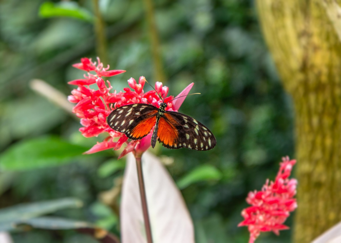 玫瑰花园游戏怎么玩（玫瑰花园游戏怎么玩视频）