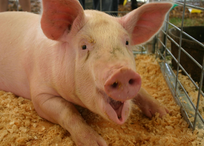 郑州非洲猪瘟检测机构有哪些:郑州非洲猪瘟检测机构有哪些地方 郑州非洲猪瘟检测机构有哪些:郑州非洲猪瘟检测机构有哪些地方