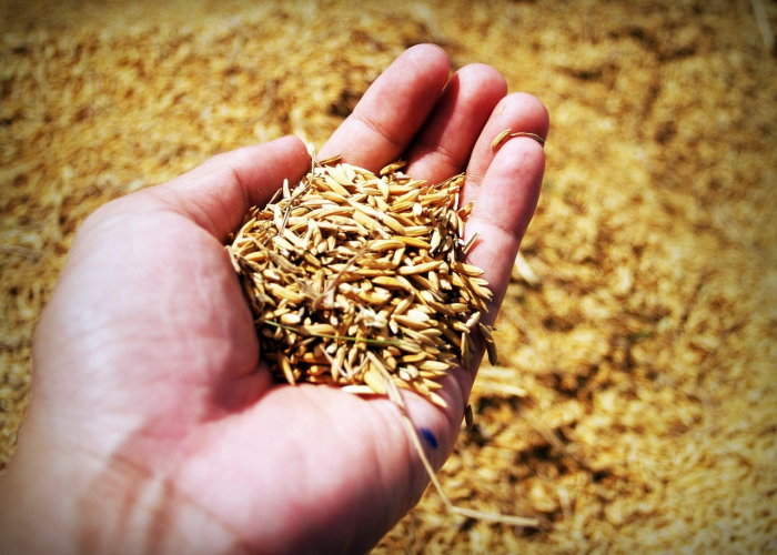 疫情需要屯米吗（这次疫情需要囤粮食吗）