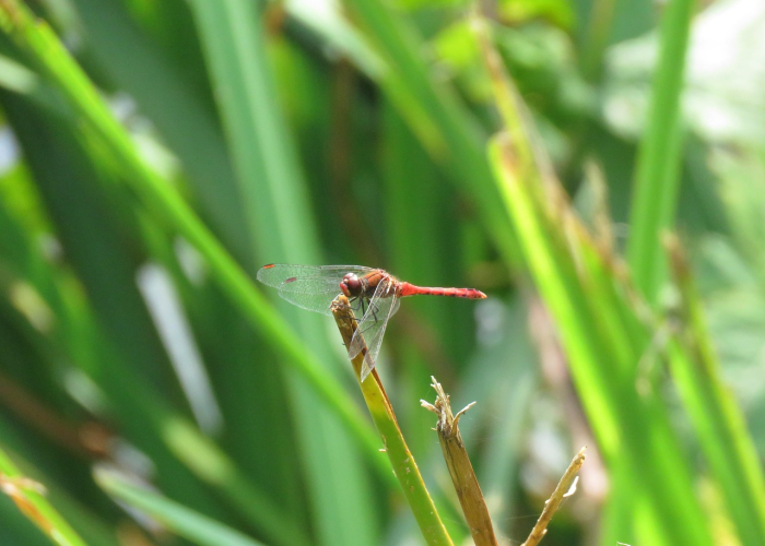 成都温江疫情最新消息分布图，动态更新，精准防控