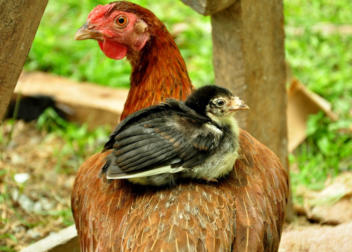 【重大报道】“天天比鸡其实真的有透视”(原来确实是有插件)-知乎 【重大报道】“天天比鸡其实真的有透视”(原来确实是有插件)-知乎