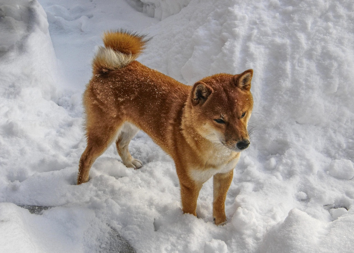 洛克王国冰天雪地伤害计算/洛克王国自带冰天雪地的宠物