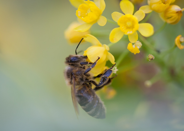 「重大科普」“蜜蜂众娱透视开挂功能”(千真万确有挂)-知乎