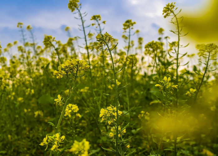 【2020年清明放假时间表,2020年清明节放假是几月几号】