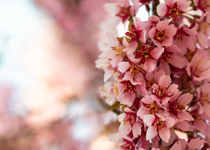 十大分享“樱花之盛可以透视开挂吗”(开挂怎么弄)-知乎