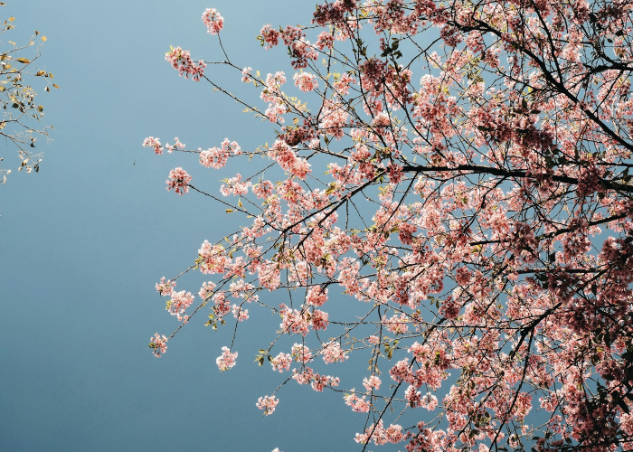 十大分享“樱花之盛可以透视开挂吗”(开挂怎么弄)-知乎