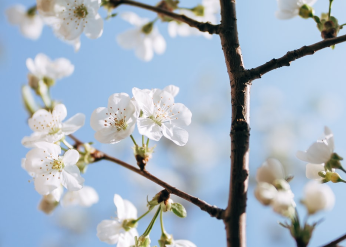 分享苹果版“樱花之盛原来有挂”(其实有开挂方法)-知乎