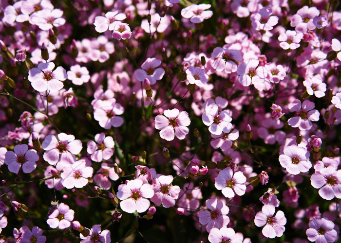 分享苹果版“樱花之盛原来有挂”(其实有开挂方法)-知乎