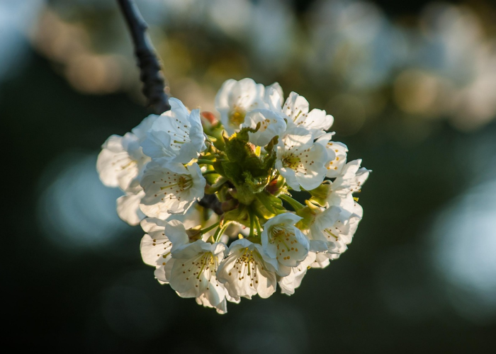 了解十大“樱花之盛有没有开挂软件”(开挂怎么弄)-知乎 了解十大“樱花之盛有没有开挂软件”(开挂怎么弄)-知乎