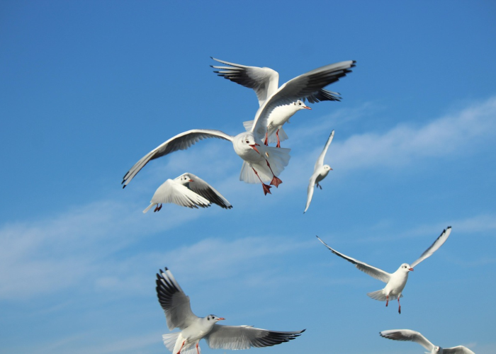 当硬顶折叠，天空成为最奢华的选配