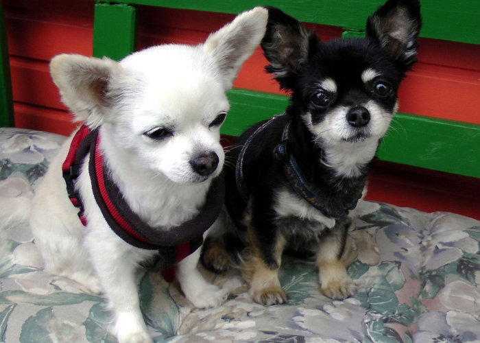 【重大报道】“哈狗十三道到底怎么开挂”(确实能开挂)-知乎