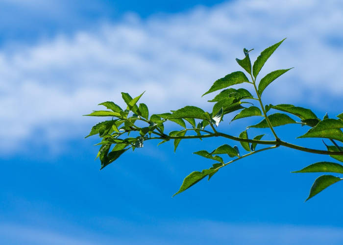 上海疫情会扩散吗?科学防控下的动态评估 上海疫情会扩散吗?科学防控下的动态评估