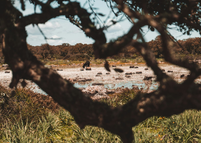 永济之韧，当洪水退去，土地长出新的根