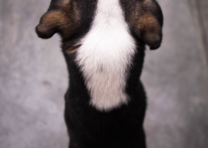 大神推荐“哈狗十三道开挂透视有吗”(确实有开挂)-知乎