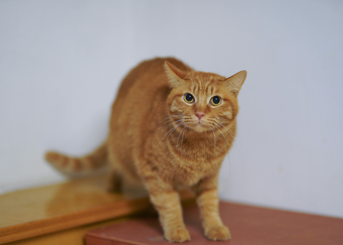 四川健康码熊猫会变位置吗:四川健康码变成金色熊猫