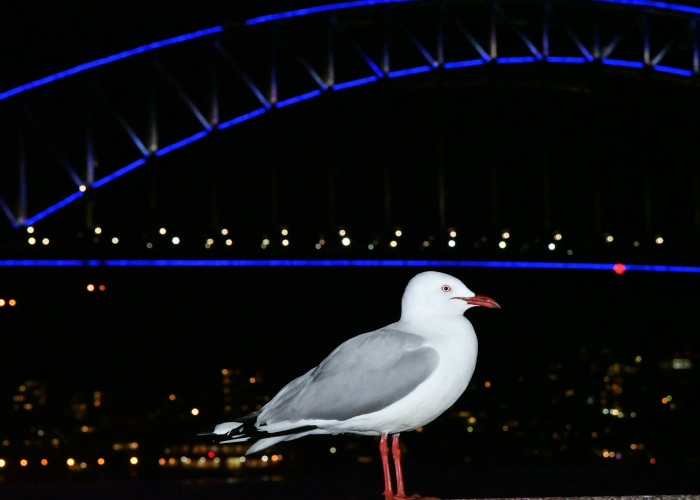 惊人内幕“十三十三水究竟怎么透视”(原来确实是有插件)-知乎