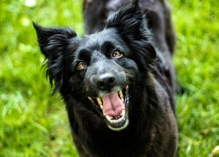 终于发现“哈狗十三道透视软件挂”(详细开挂教程)-知乎 终于发现“哈狗十三道透视软件挂”(详细开挂教程)-知乎
