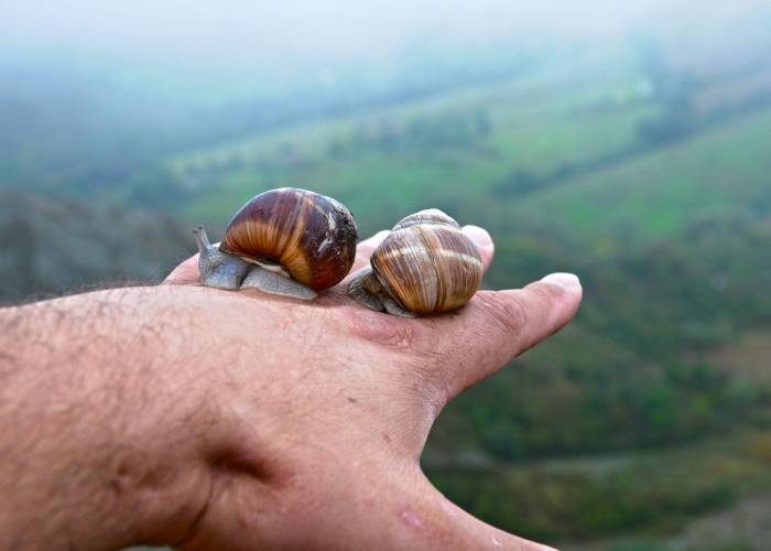 河北辛集市新冠疫情最新动态，当前有无确诊病例？