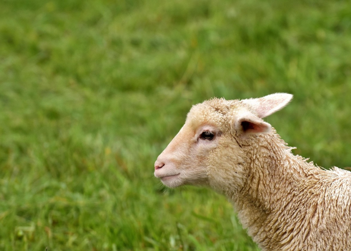 终于发现“越乡游嵊州麻将透视开挂教程”(内幕太坑人了)-知乎