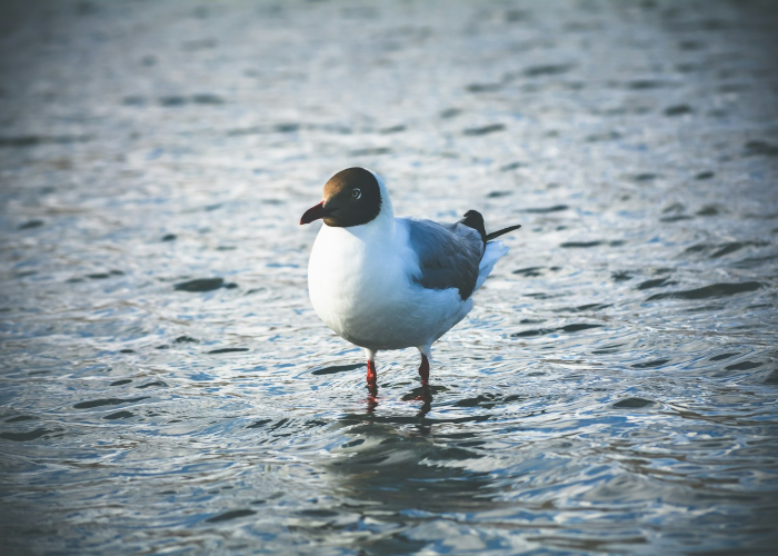 终于明白“新青鸟有没有透视开挂”(其实有开挂方法)-知乎