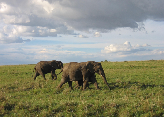 美国疫情伤亡一共多少人/美国疫情现在伤亡多少人