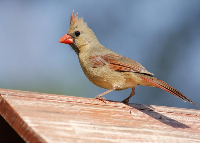 揭秘十大“新青鸟有没有开挂软件”(其实有开挂方法)-知乎