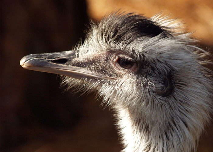 揭秘十大“新青鸟有没有开挂软件”(其实有开挂方法)-知乎