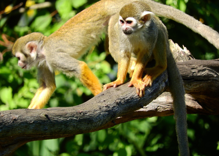 【美国现近20年来首例猴痘病毒病例/猴痘病是什么】 【美国现近20年来首例猴痘病毒病例/猴痘病是什么】