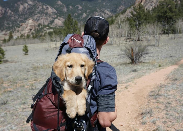 终于发现“哈狗十三道到底有没有开挂”(其实有开挂方法)-知乎