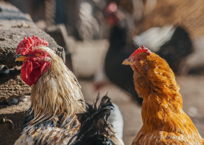 终于发现“经典比鸡开挂透视有吗”(千真万确有挂)-知乎