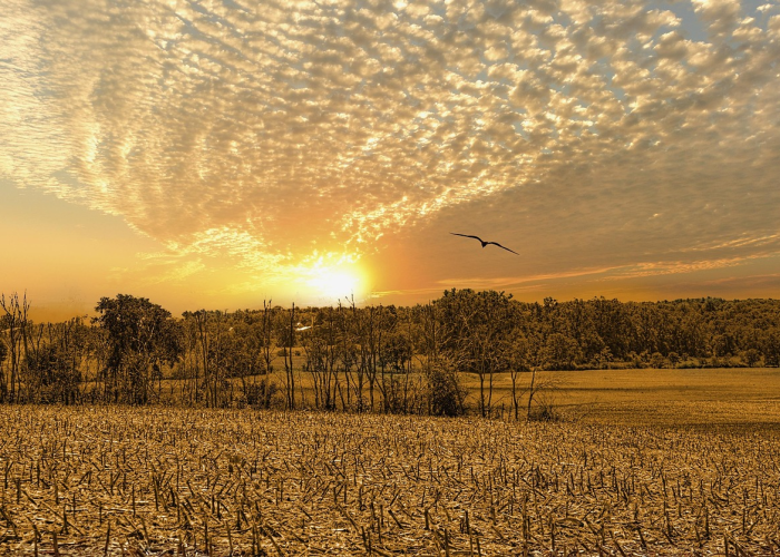 立春是几月几号几点2021年/立春是几月几日几点几分