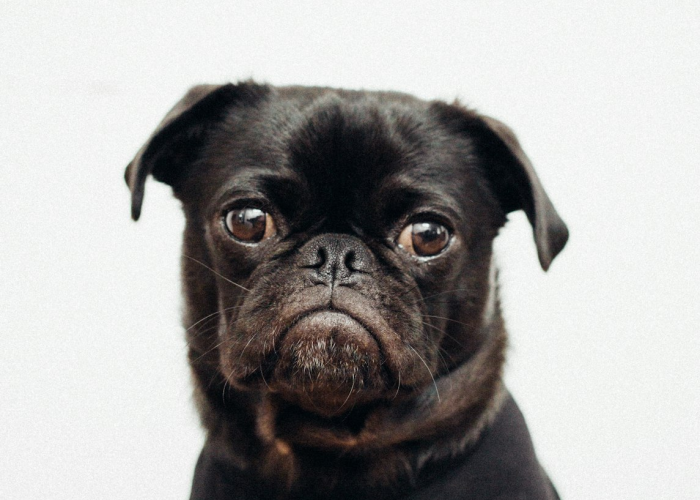 十大分享“哈狗十三道有什么可以开挂”(原来确实有挂)-知乎