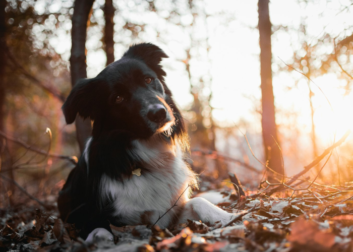 十大分享“哈狗十三道有什么可以开挂”(原来确实有挂)-知乎