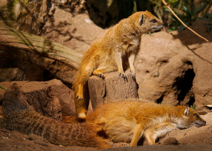 当喵星人检测呈阳性,我们该如何守护毛孩子? 当喵星人检测呈阳性,我们该如何守护毛孩子?