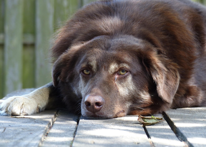 终于发现“哈狗十三道透视挂真的假的”(原来确实是有插件)-知乎 终于发现“哈狗十三道透视挂真的假的”(原来确实是有插件)-知乎