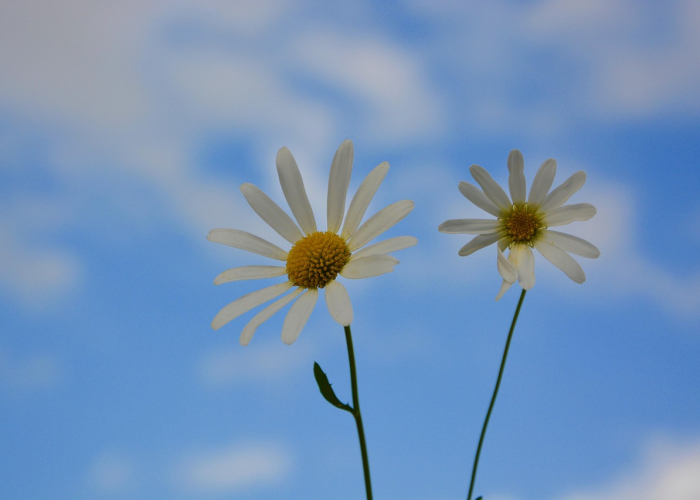端午节寄语祝福短语2021（端午节寄语简短一句话）