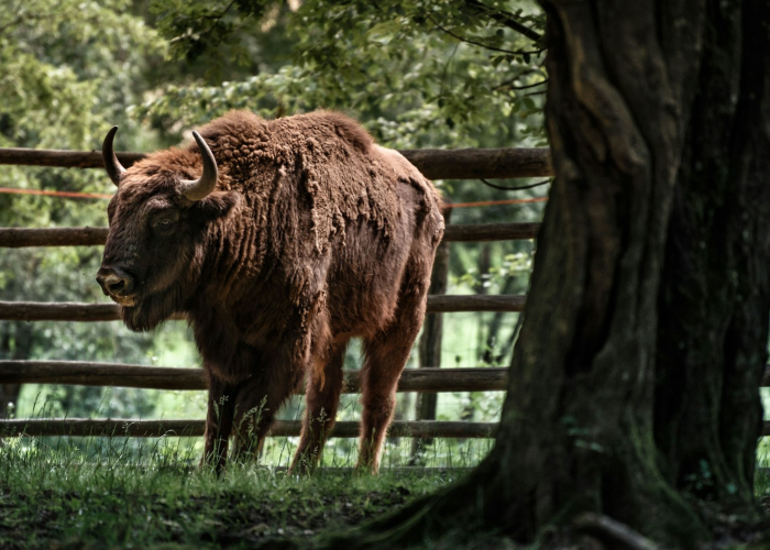 十大分享“牛欢喜有没有透视开挂”(开挂透视方法)-知乎