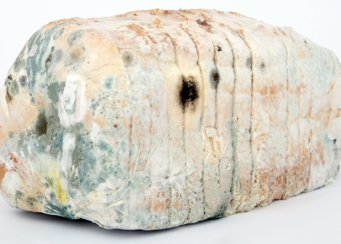 中国还有霍乱菌吗:中国有霍乱疫情吗