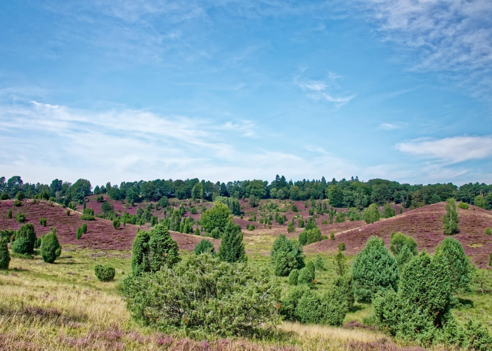 详细了解“贵阳捉鸡麻将有没有辅助挂”(原来开挂有猫腻)-知乎