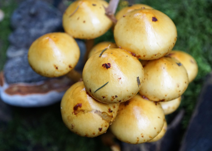 近期上海H7N9病毒动态，风险可控，但防控意识不可松