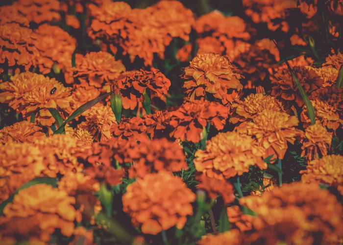 菏泽新势,牡丹之乡的破局与新生 菏泽新势,牡丹之乡的破局与新生