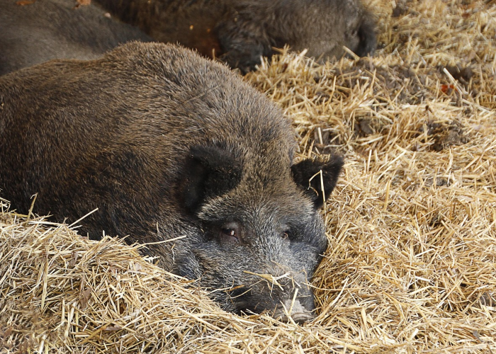 美国病毒战（播放美国病毒）
