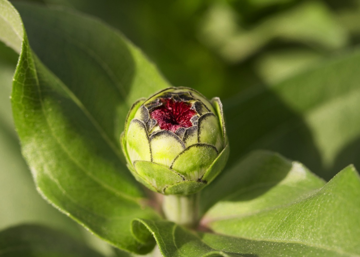 奥比岛怎么开启第四个花园/奥比岛怎么种花
